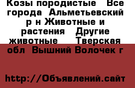 Козы породистые - Все города, Альметьевский р-н Животные и растения » Другие животные   . Тверская обл.,Вышний Волочек г.